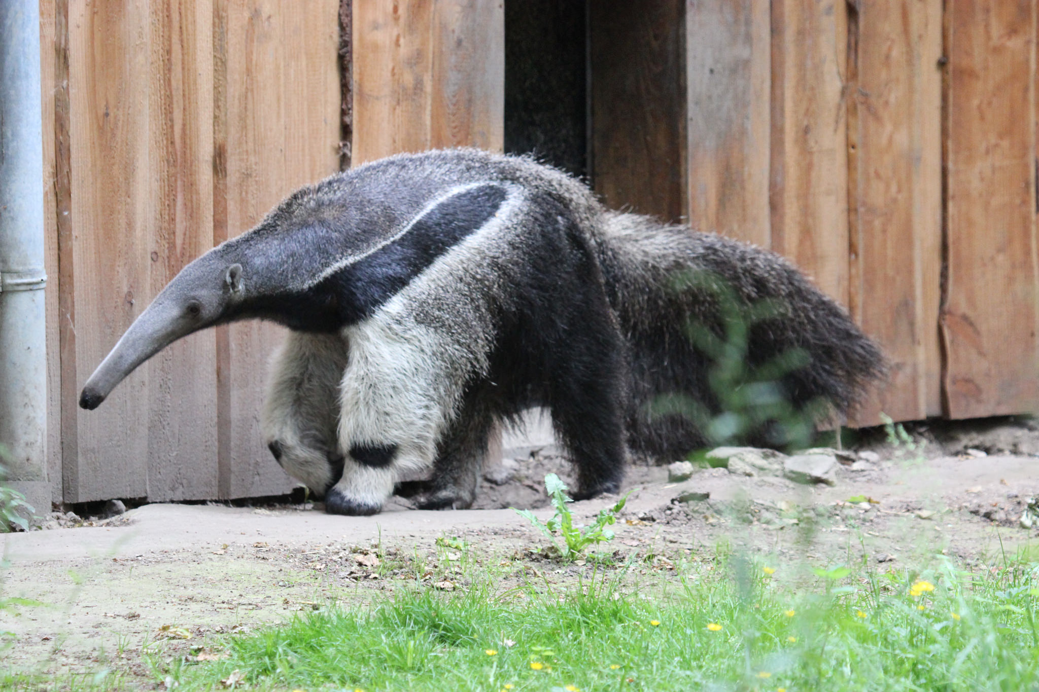 Dierenpark Planckendael